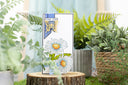 Nature's Garden Delightful Daisies - 12x12 Paper Pad